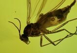 Unidentified Fossil Insect In Baltic Amber #45174-1